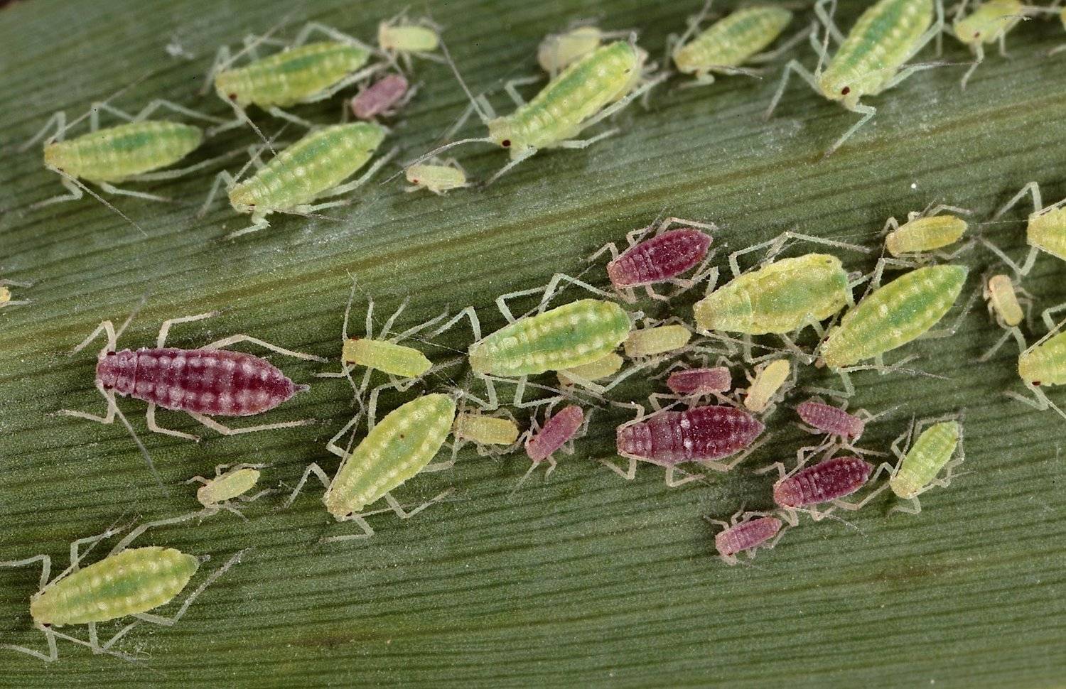 тли, Александр Зорин