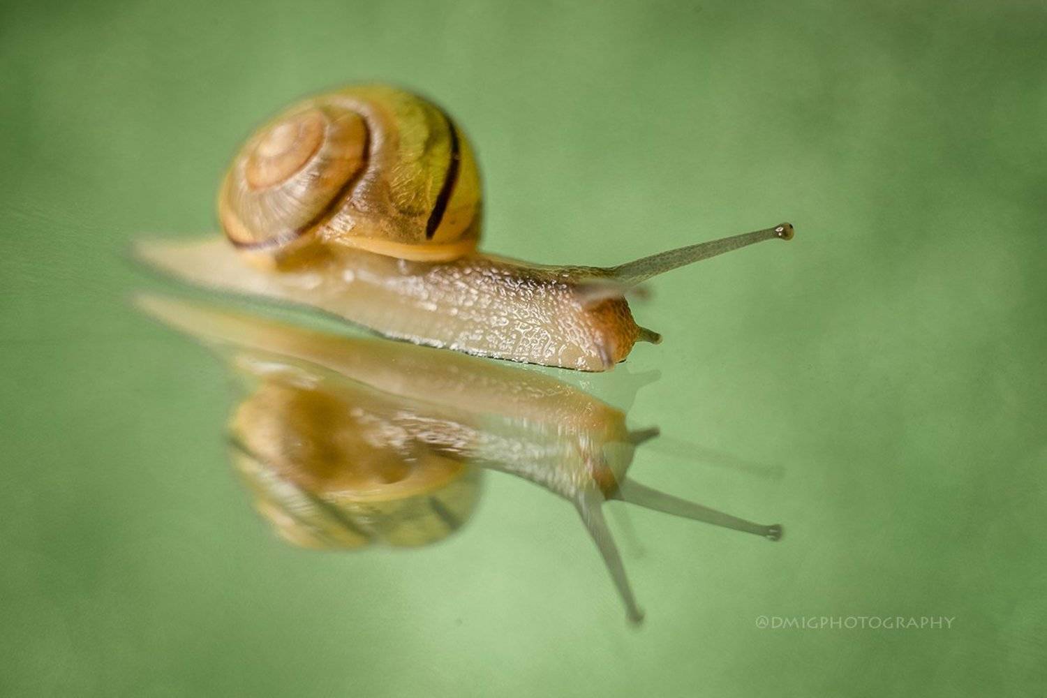 улитка, макро, отражение, жизнь, макромир, , Дмитрий Гусалов