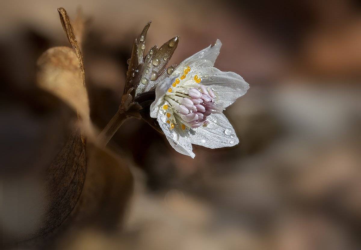 весенник звезчатый etanthis stellata  весна март владивосток остров русский, Евгений Слободской