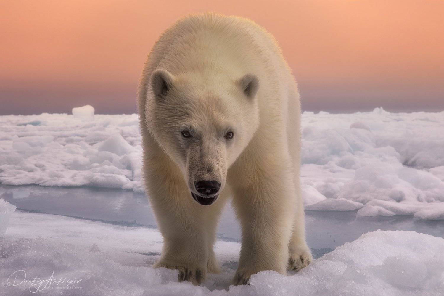 , Дмитрий Архипов