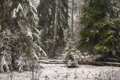 Этюд в снегопад