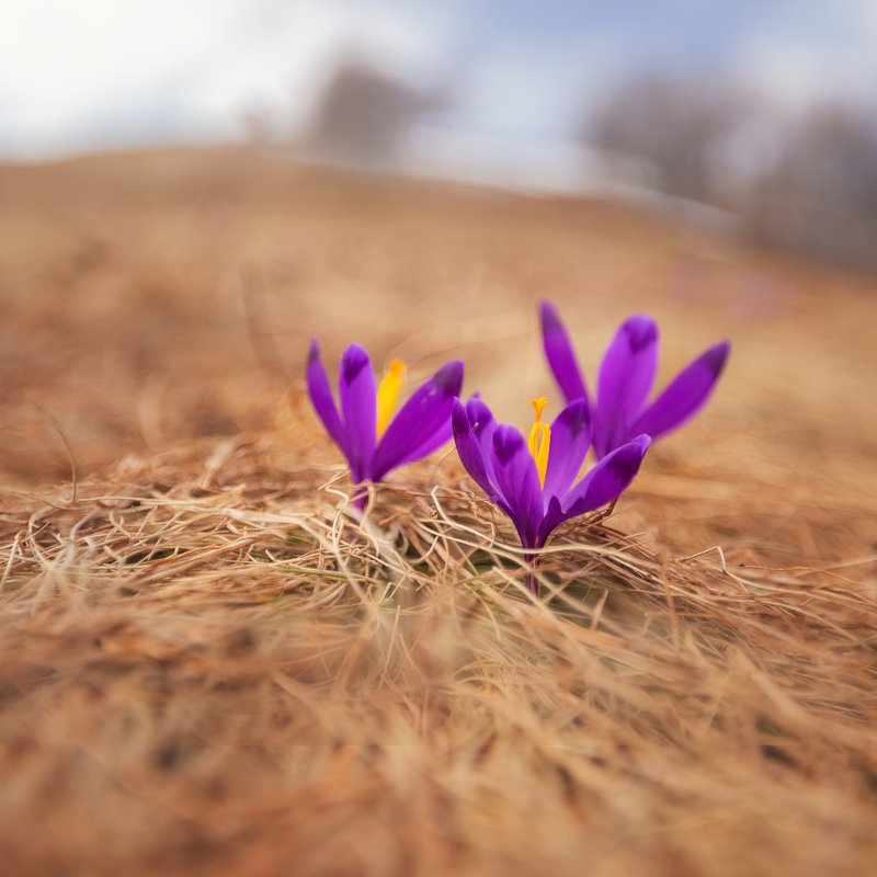 цветы, крокусы, шафран, весна, украина, воловец ,пейзаж, боржава Крокусы фото превью