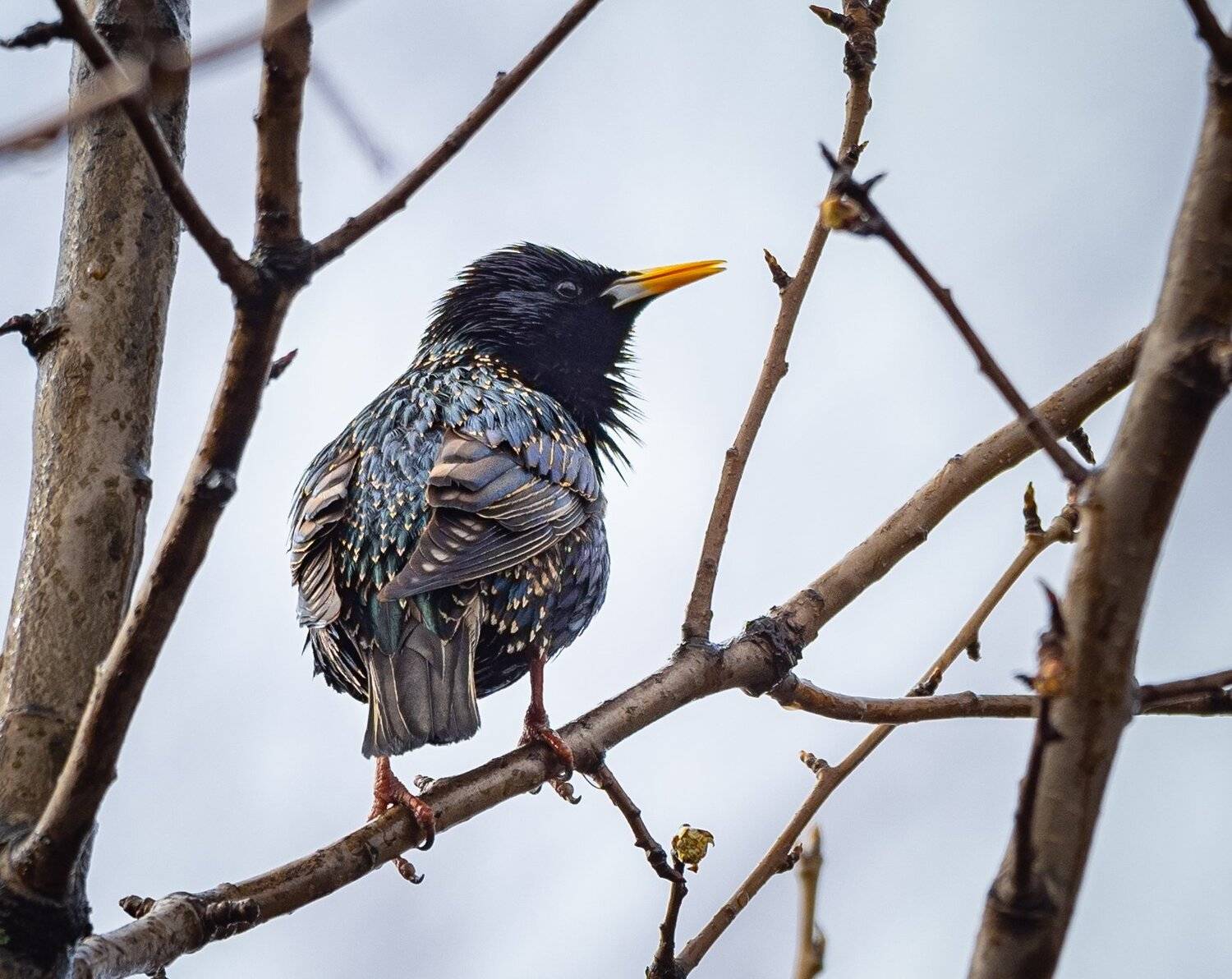 , Курлянцев Алексей