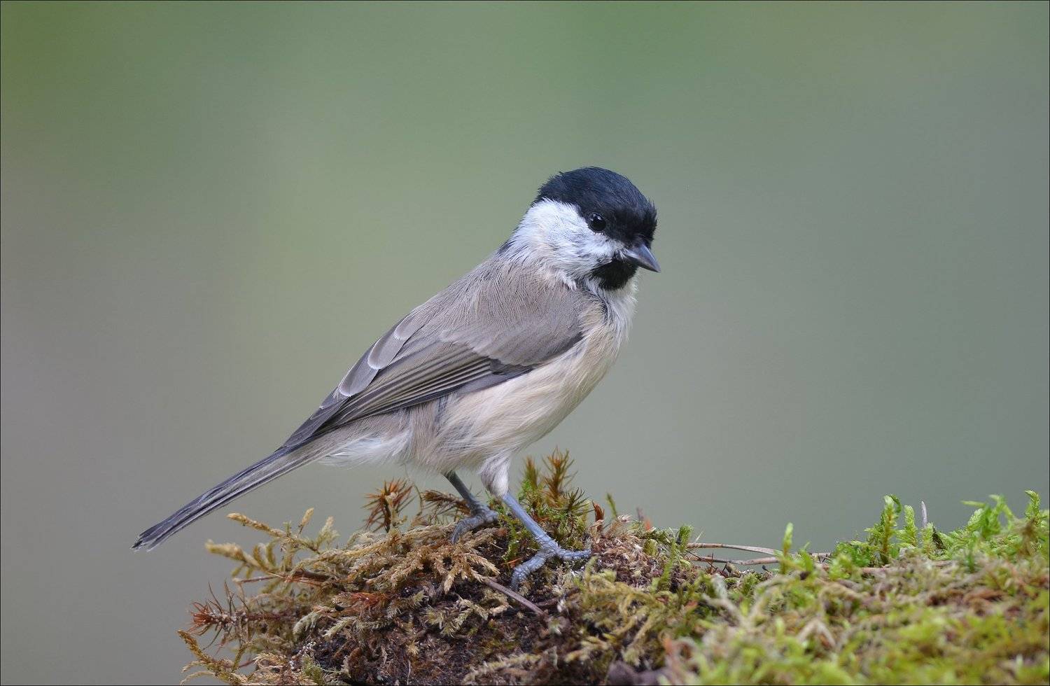 гаичка, Андрей Медведев