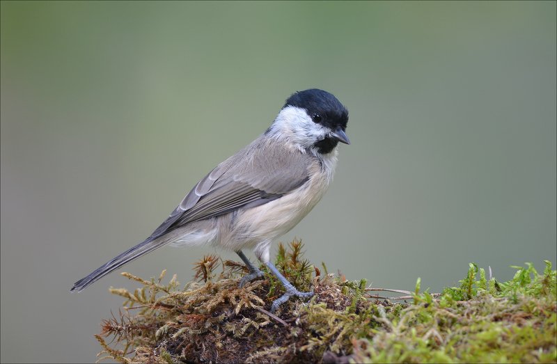 гаичка Гаичка фото превью