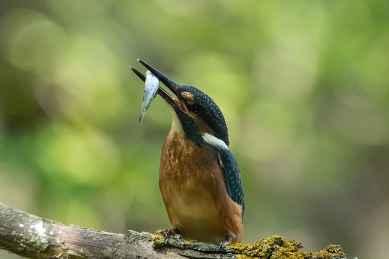зимородок, птица, животные Смотри какую поймал! фото превью