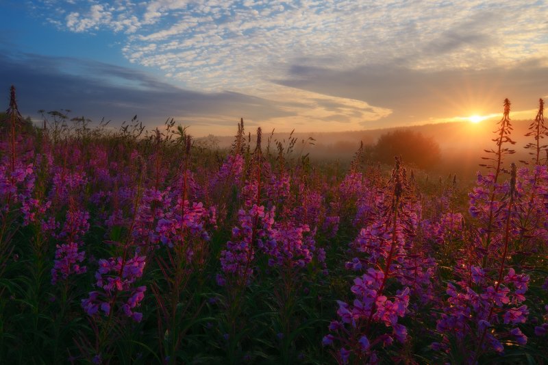 солнце, облака, деревья, иванчай, рассвет, солнце, небо, лучисолнца, июль, лето Повсюду блеск, повсюду яркий свет. фото превью