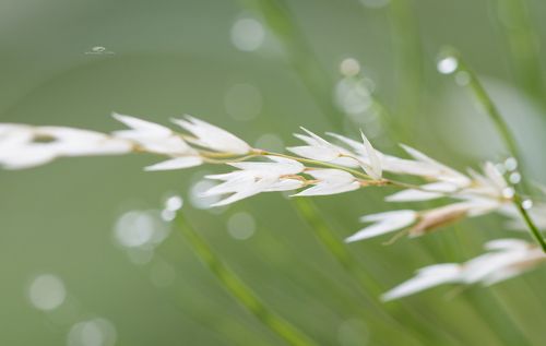 A breath of freshness