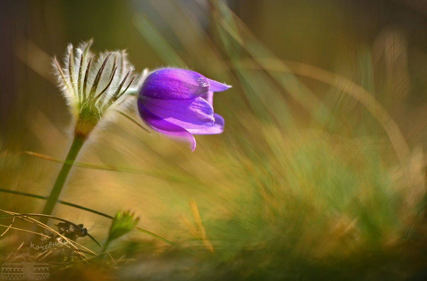 сон-трава, прострел, макросъемка, весна, первоцветы, цветы, макро, Юлия Абрамова