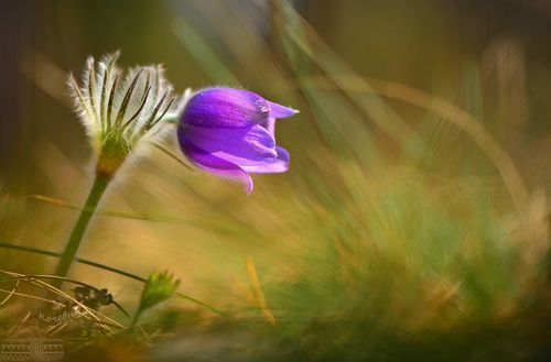 Пробуждение весны. Прострел раскрытый