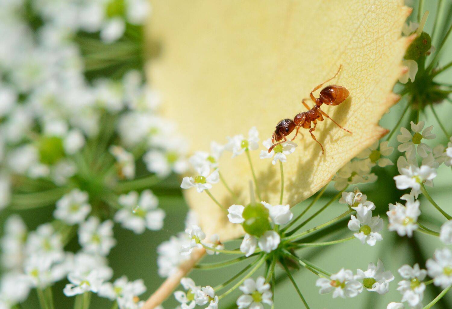 муравей, макросъемка, макро, насекомые, Юлия Абрамова