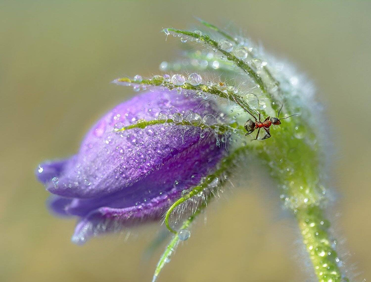 , Анатолий Зверев