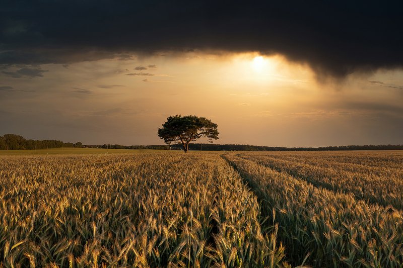 закат вечер дерево поле лето колоски беларусь Закат у одинокого дерева фото превью