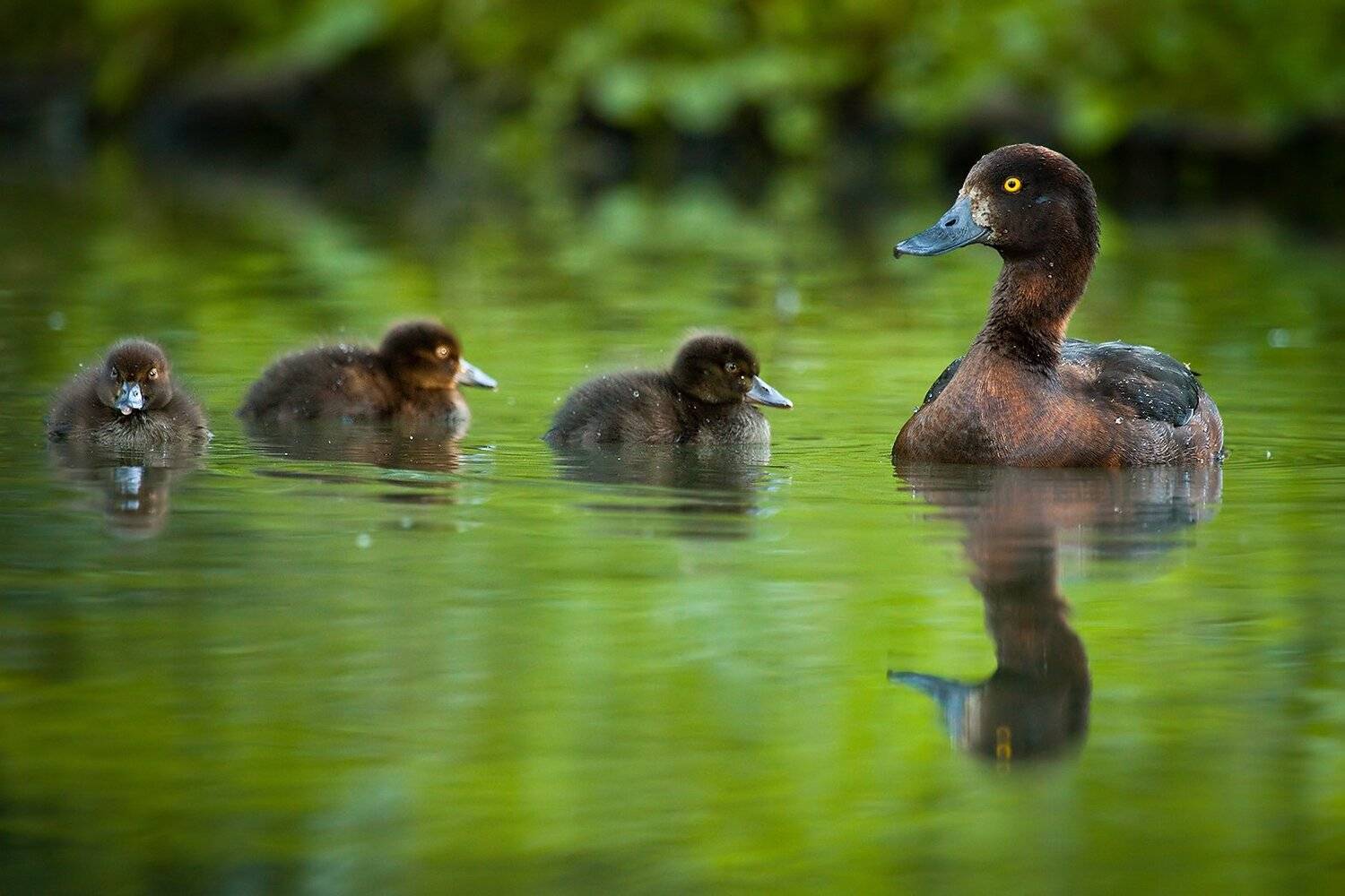 Family. Автор: Robert Adamec , Robert Adamec
