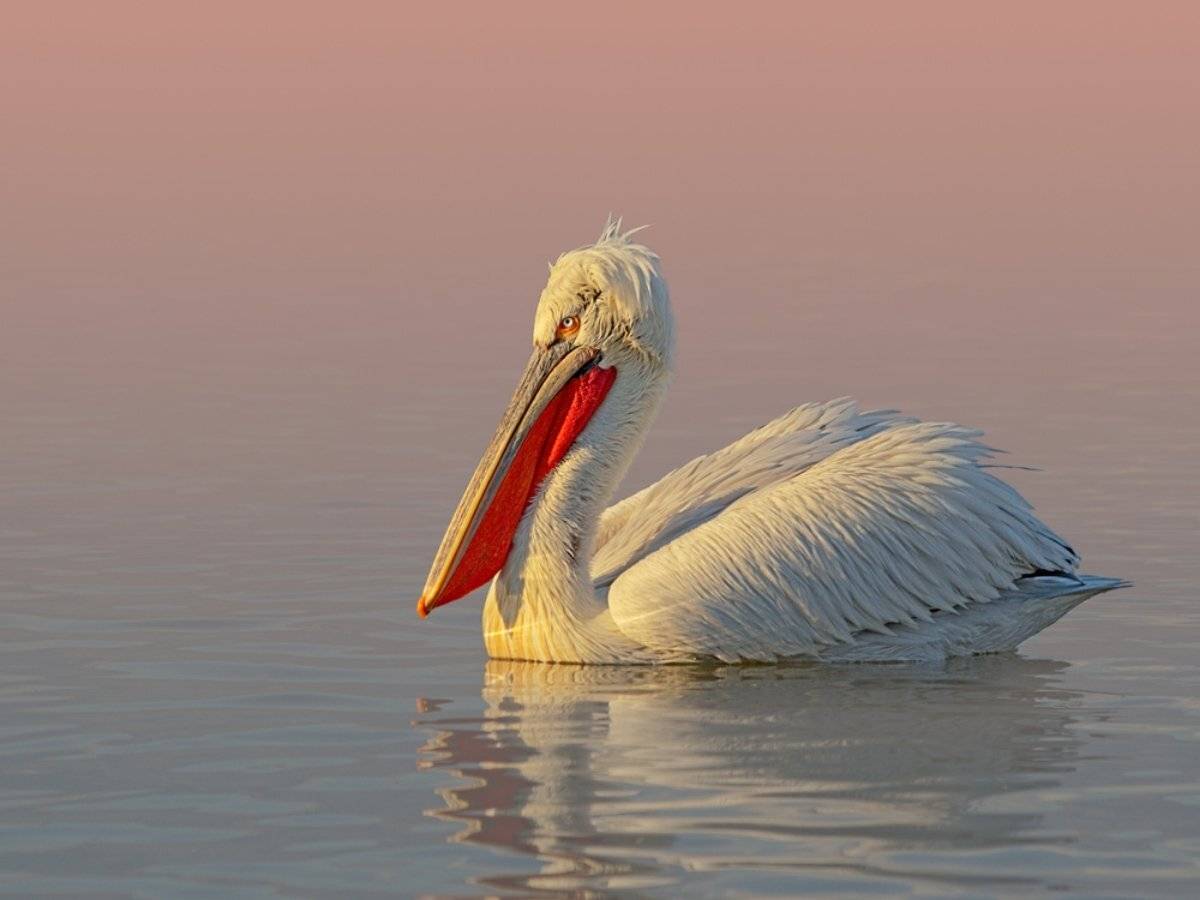 , Георги Славов