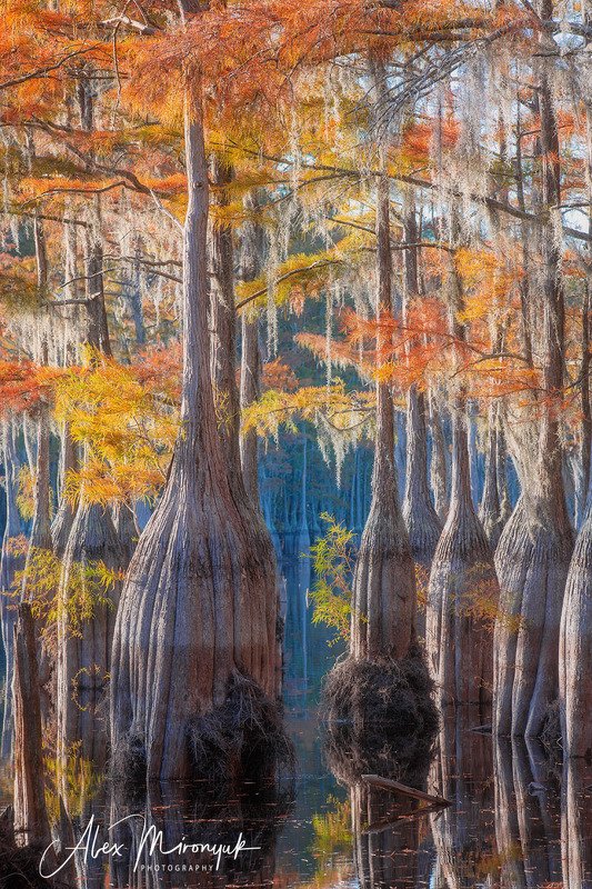 кипарис, болото, озеро, отражение, вода, туман, утро, осень, фото-тур, США Осень на кипарисовом болоте фото превью