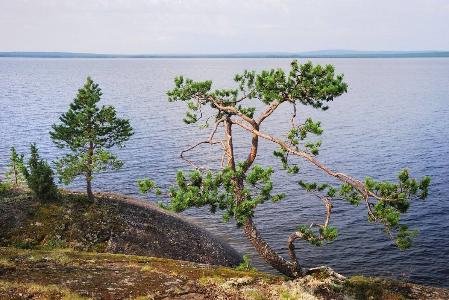 кольский, сосны, озеро, умба, Лопухов Сергей