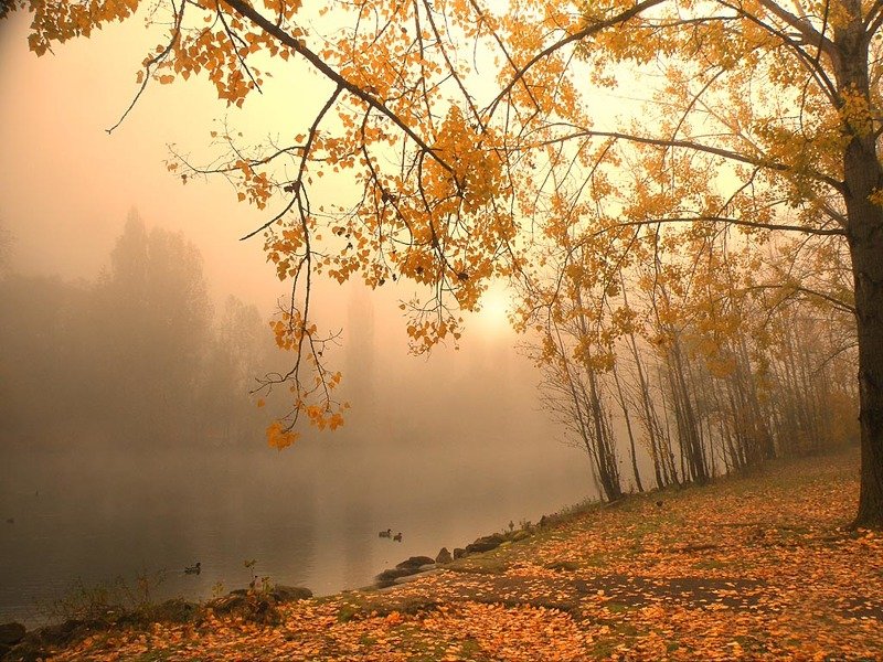 золотые берега фото превью