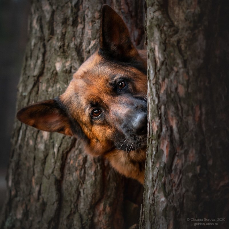 Ку-ку! фото превью