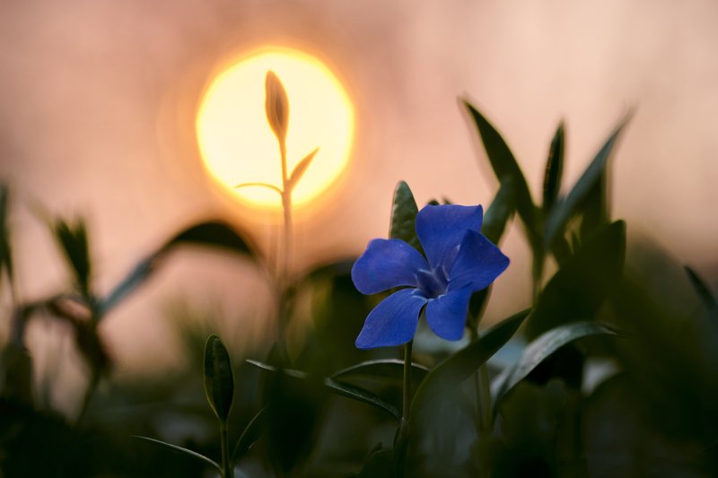 Весенние этюды... фото превью