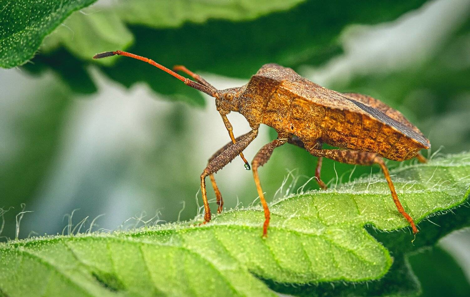 , Рут Андрей