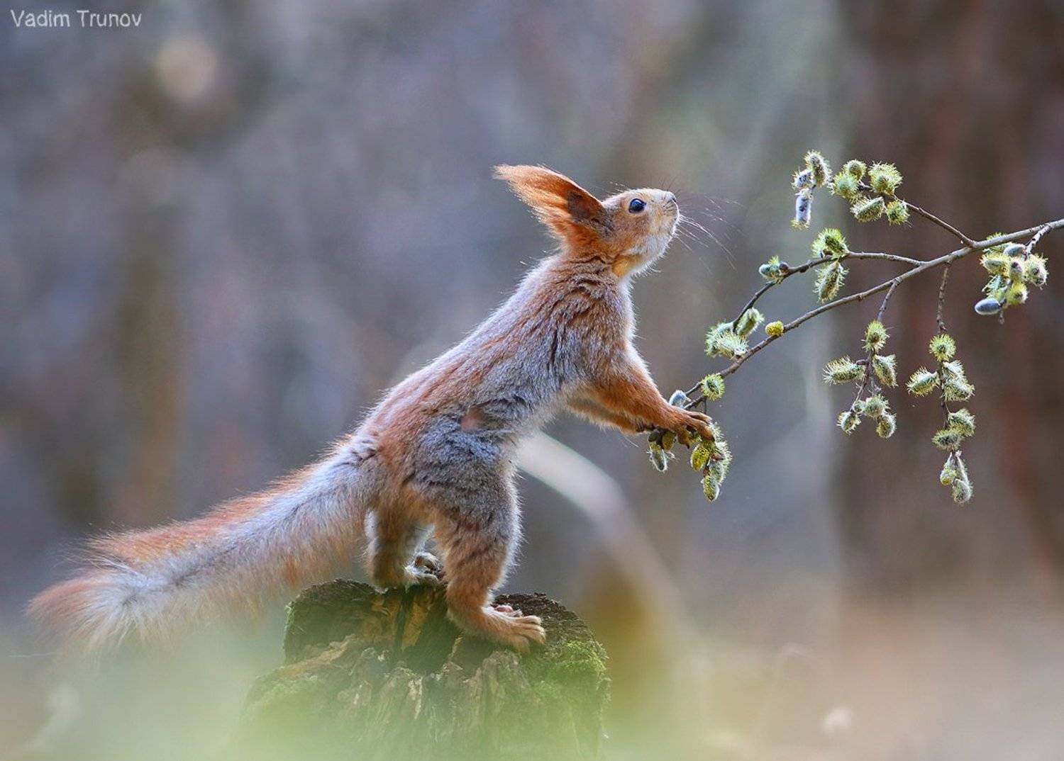 белка, весна, squirrel, Вадим Трунов