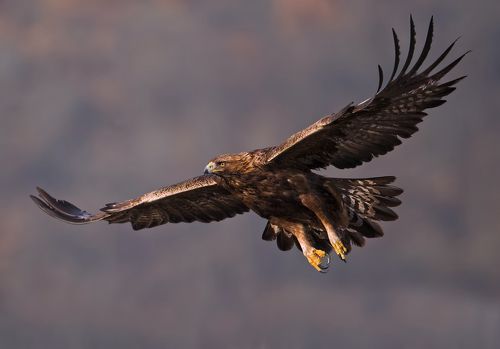 Golden eagle