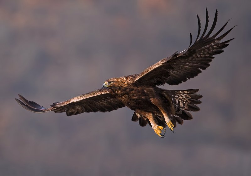 golden eagle, aquila chrysaetos, беркут Golden eagle фото превью