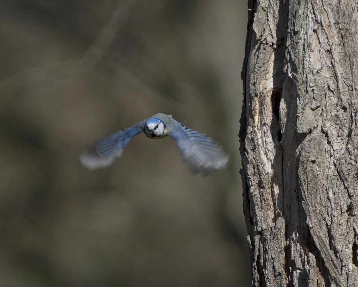 , Евгени Стефанов