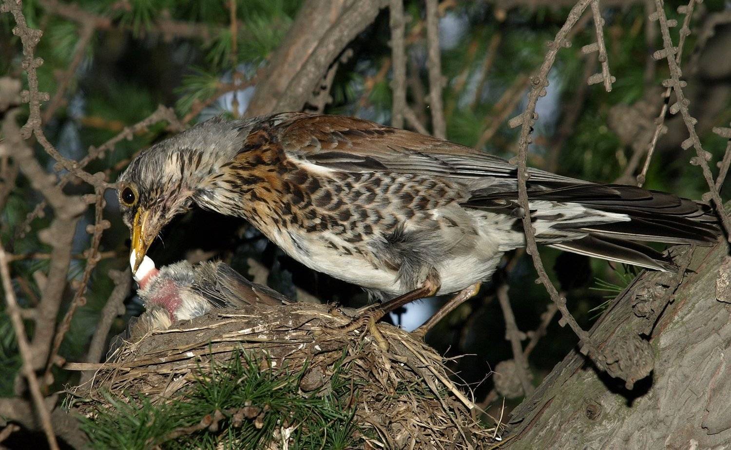 гнездо дрозд птенец, Александр Зорин