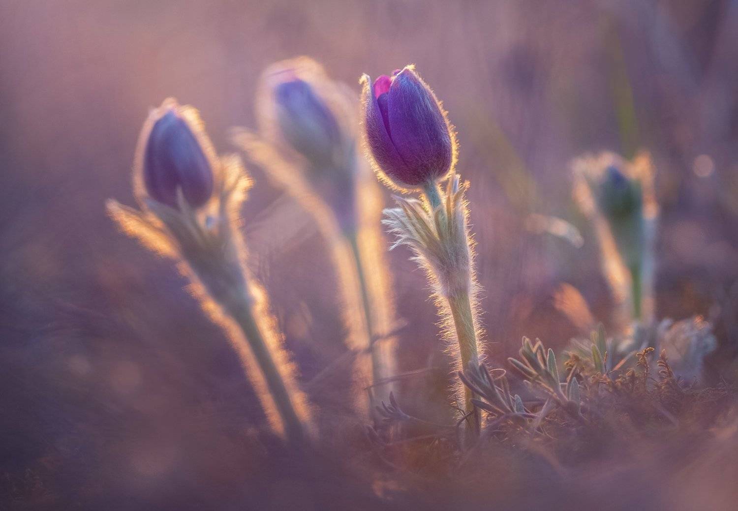 сон-трава, анемоны ,цветы, поляна, закат солнца , прострел раскрытый,ветреница раскрытая ,многолетнее растение ,травянистое растение, Наталия Деркач