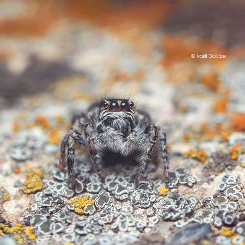 Philaeus chrysops