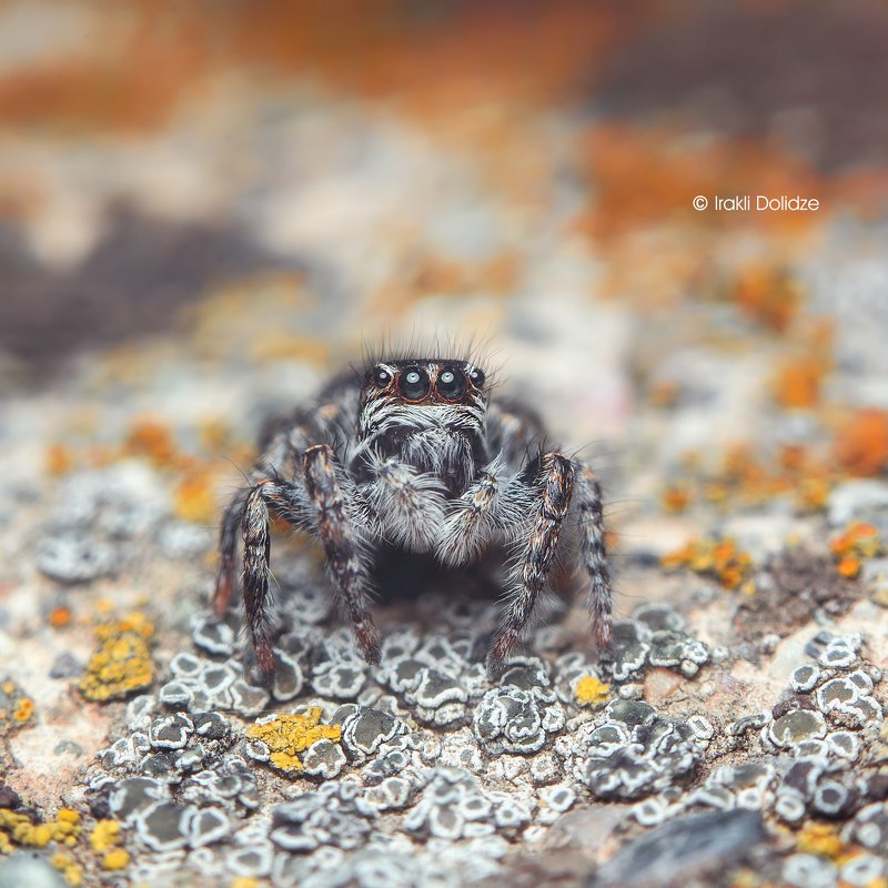 spider, philaeus chrysops, female, macro, nature, close up, canon Philaeus chrysops фото превью