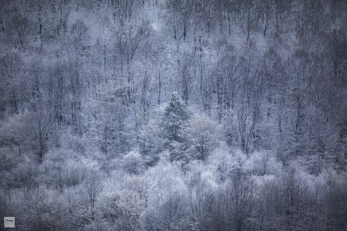 Зима, которой у нас не было...