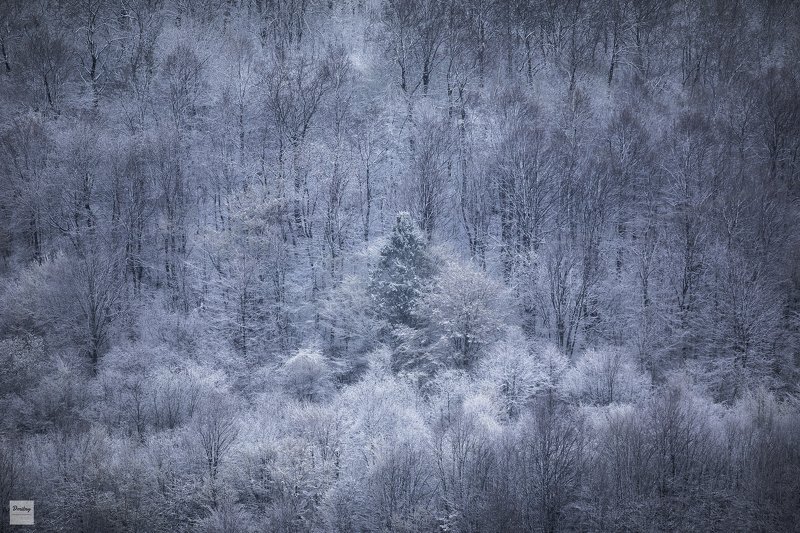 Зима, которой у нас не было... фото превью