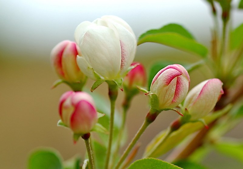 Яблоня цветёт фото превью