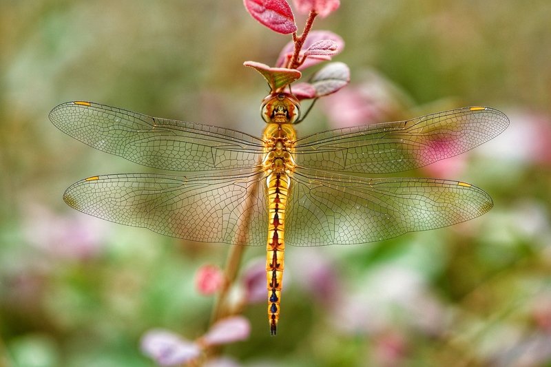 Wings фото превью
