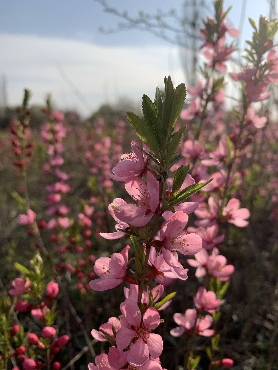 украина, апрель, природа, цветы, Татьяна