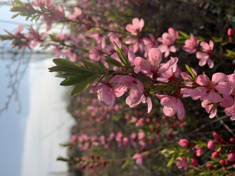 украина, апрель, природа, цветы Апрельские фото превью