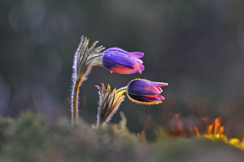 сон-трава, весна, природа, минск, уручье *** фото превью