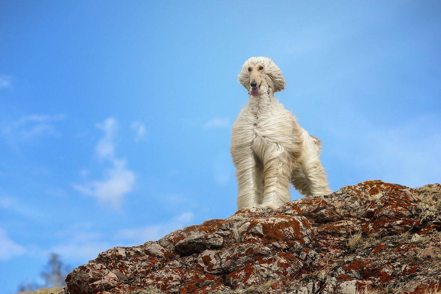 , Андрей Ершов