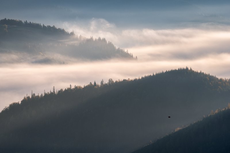 The Early Bird фото превью