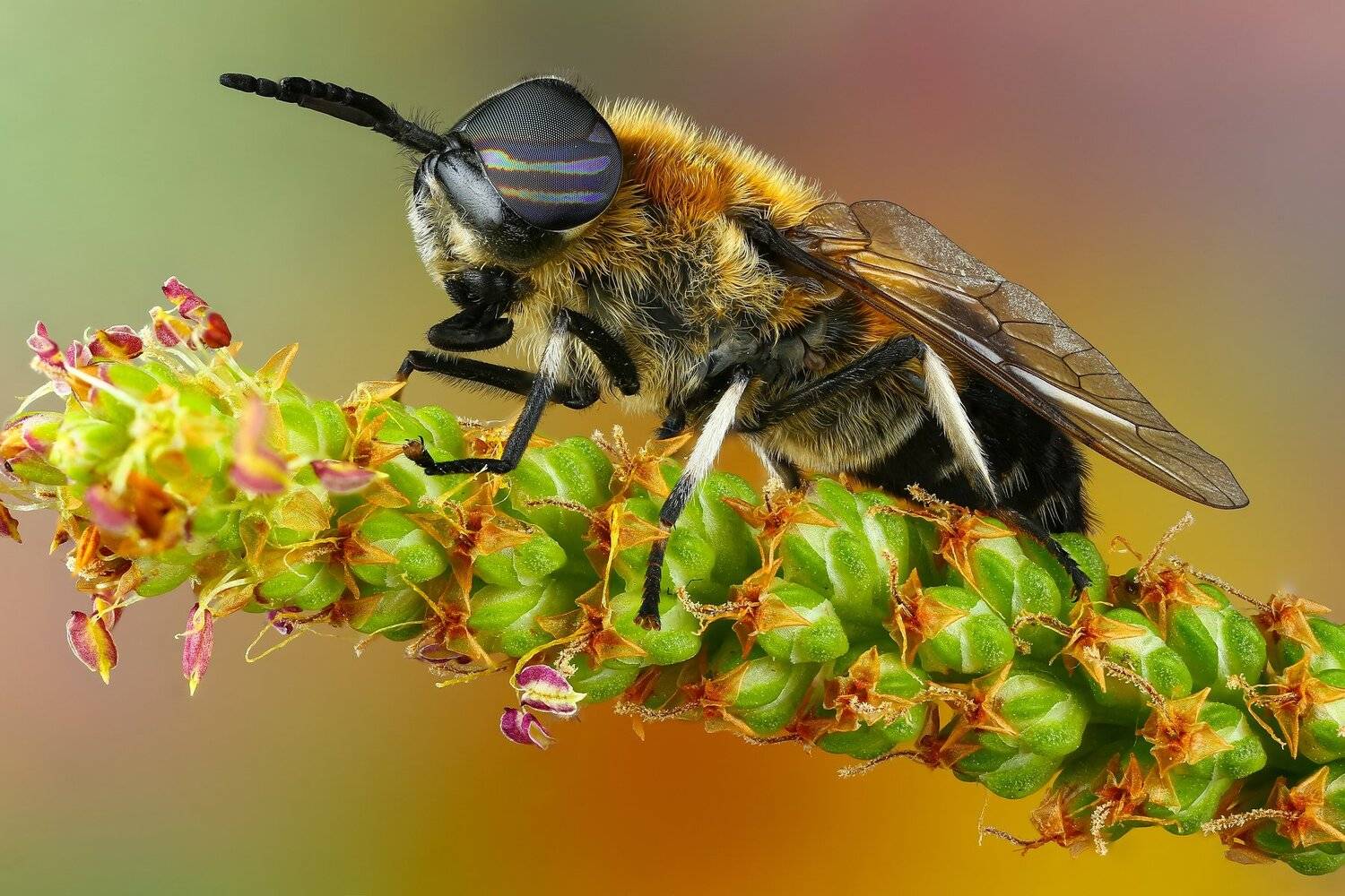 муха,макро,природа,усы,цвет,зеленый,растение,трава, Андрей Шаповалов