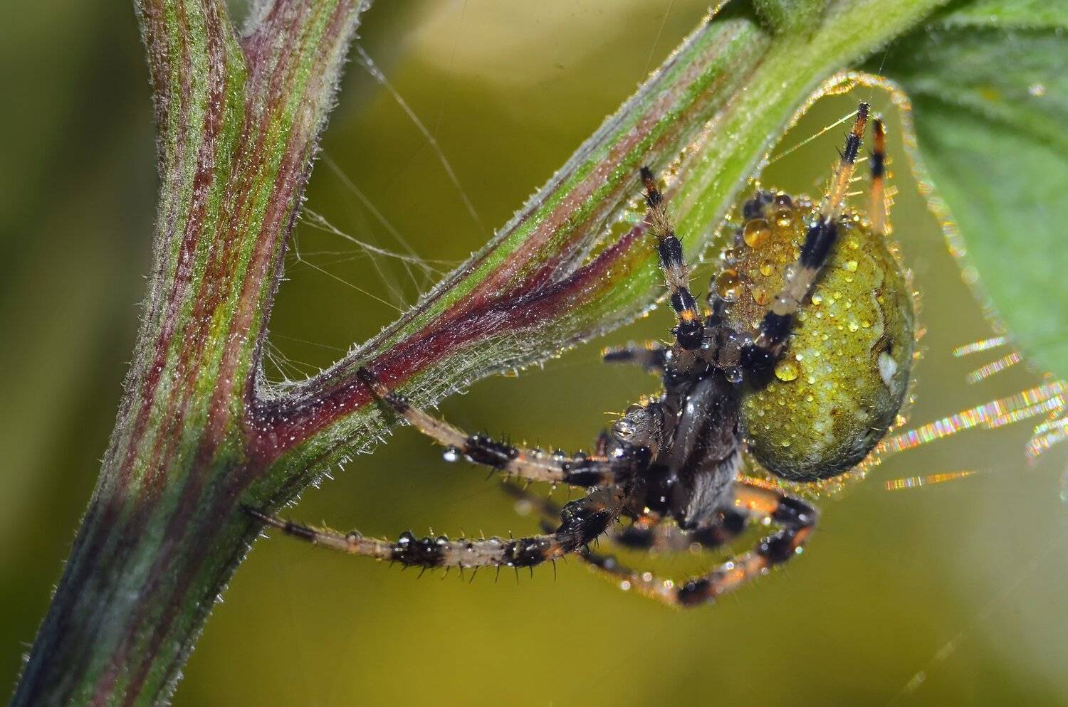 паук, насекомое, охота, паутина, закат, Владимир Володин