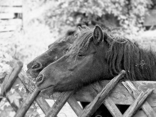 пони | Pony | pony