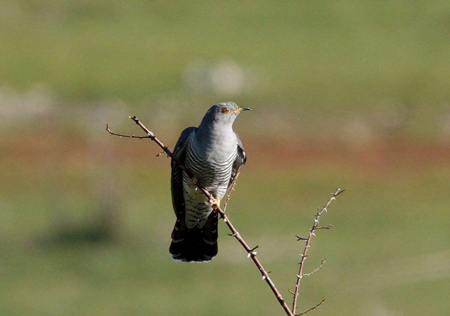 , Красимир Георгиев