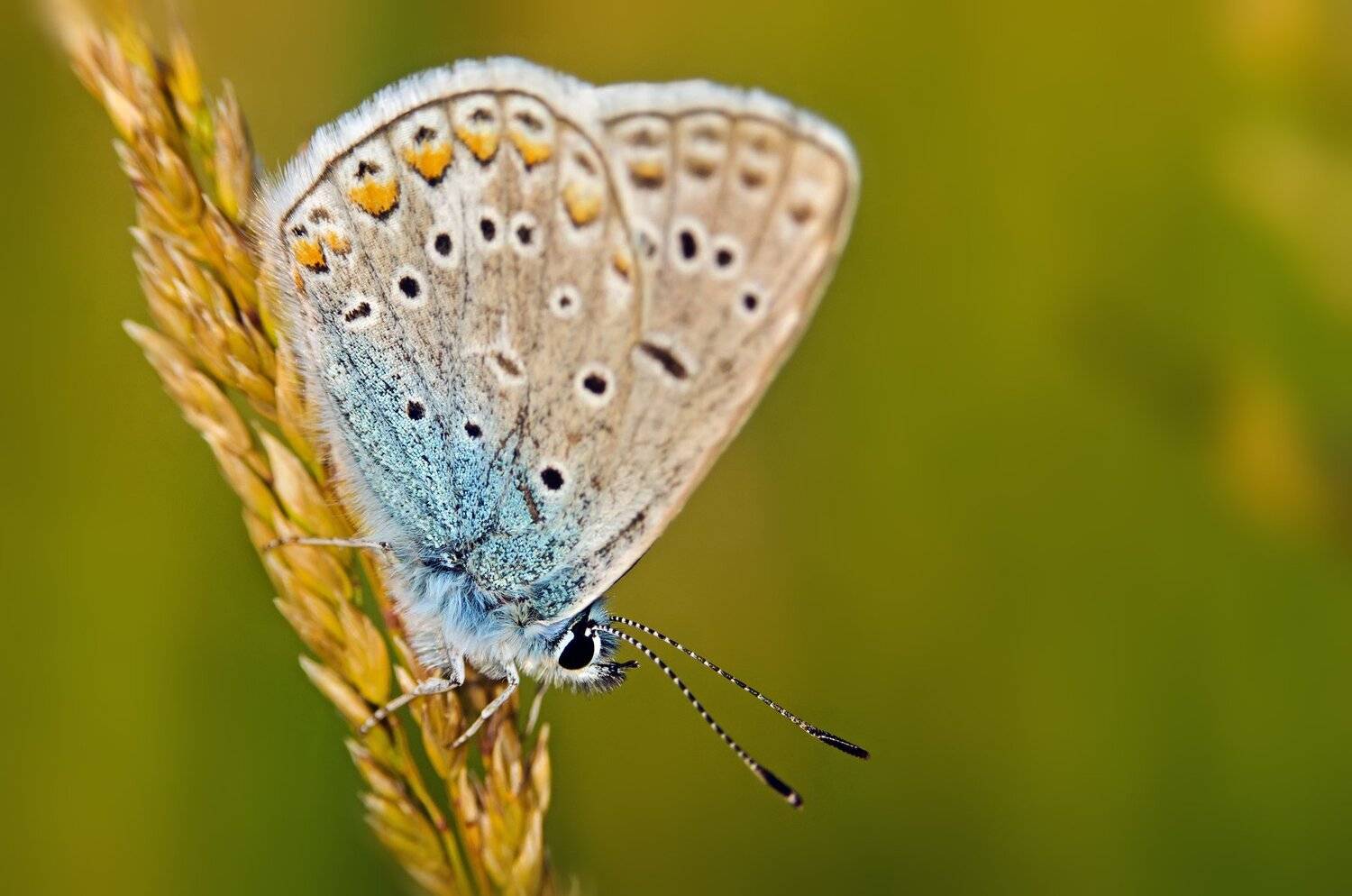 зелёный, лето, насекомое, макро, Владимир Володин