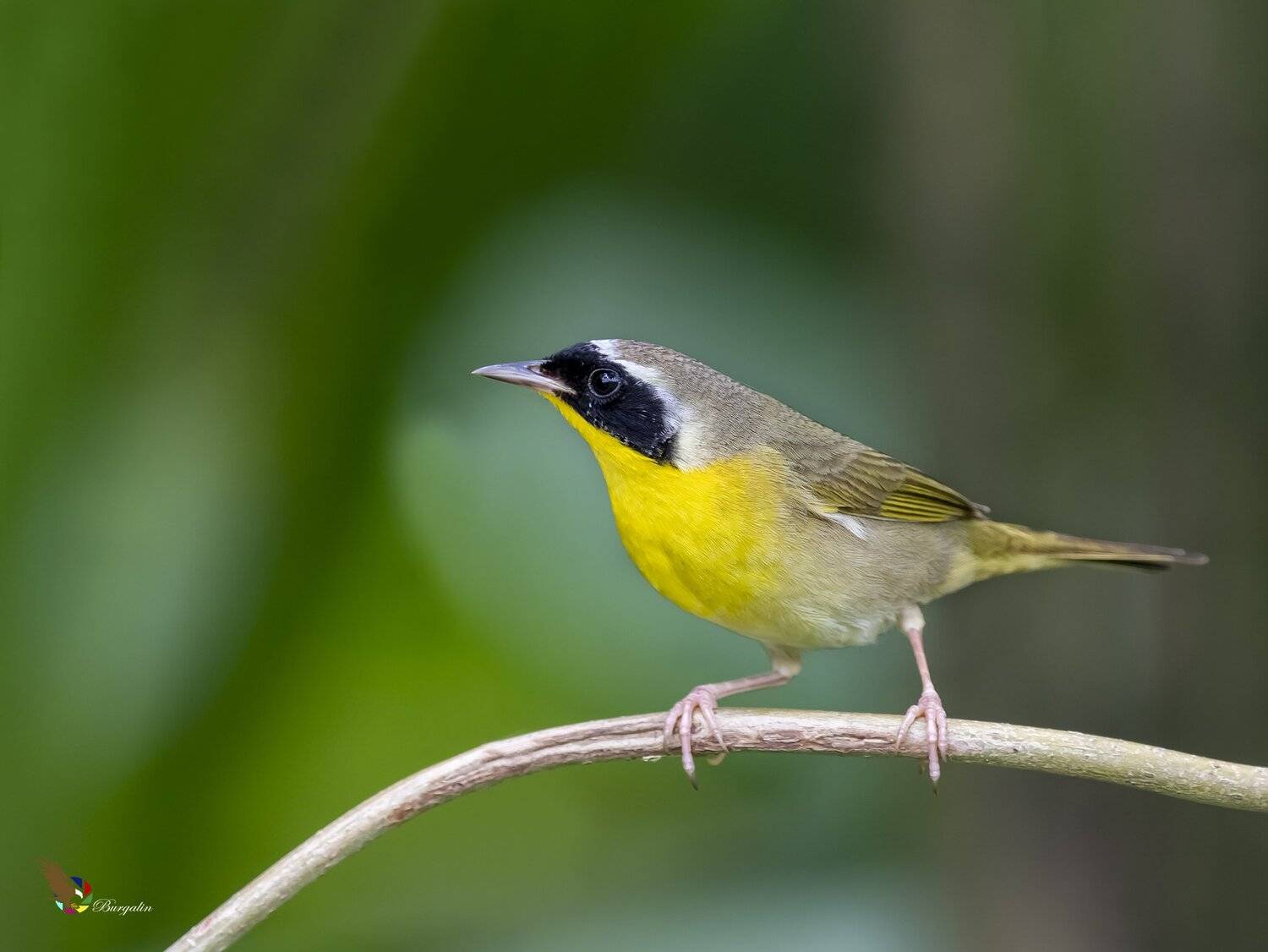 , Fernando Burgalin Sequeira