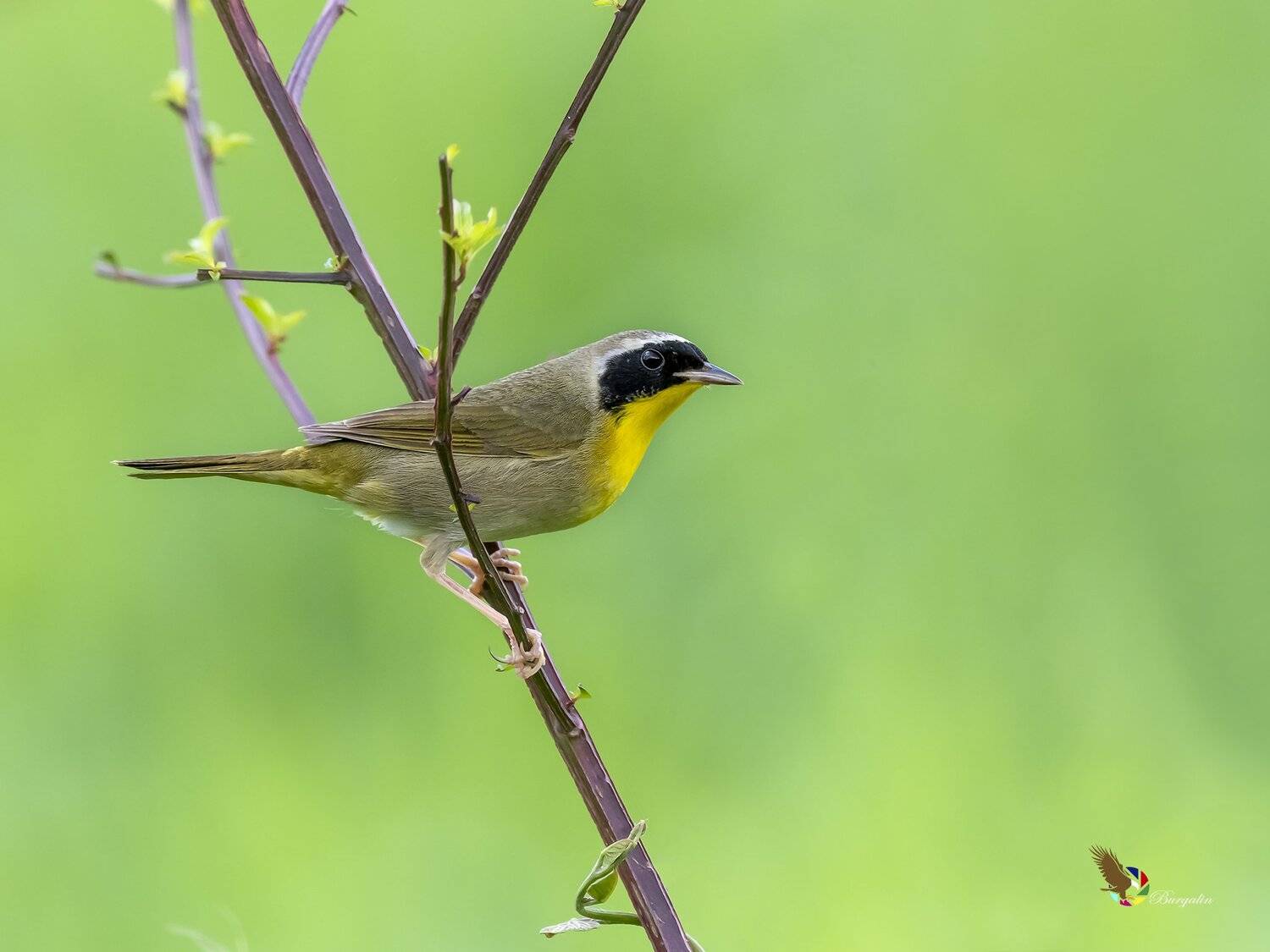 , Fernando Burgalin Sequeira