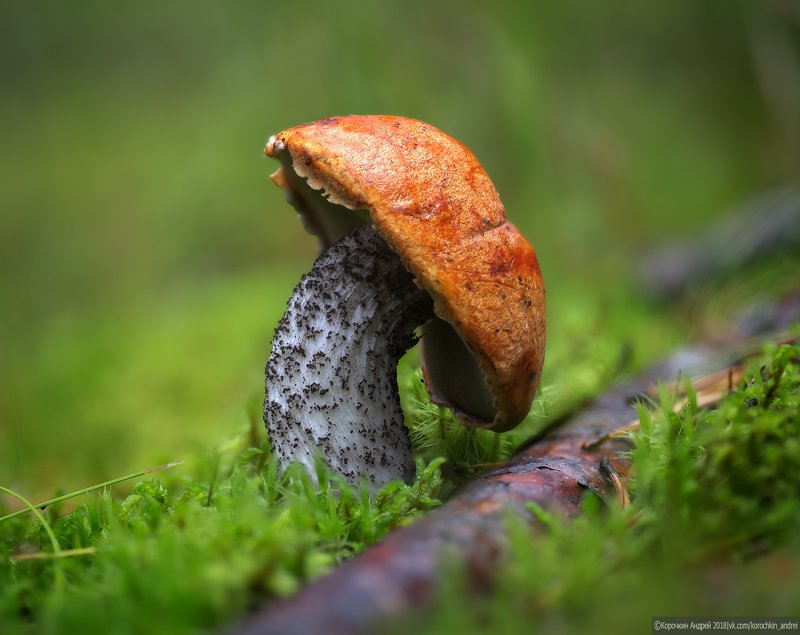 Национальное достояние... фото превью